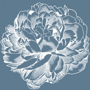 A Peony Placeholder for Website