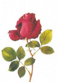 Red Rose