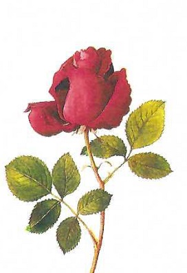 Red Rose